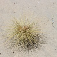 Spinifex littoreus (Burm.f.) Merr.